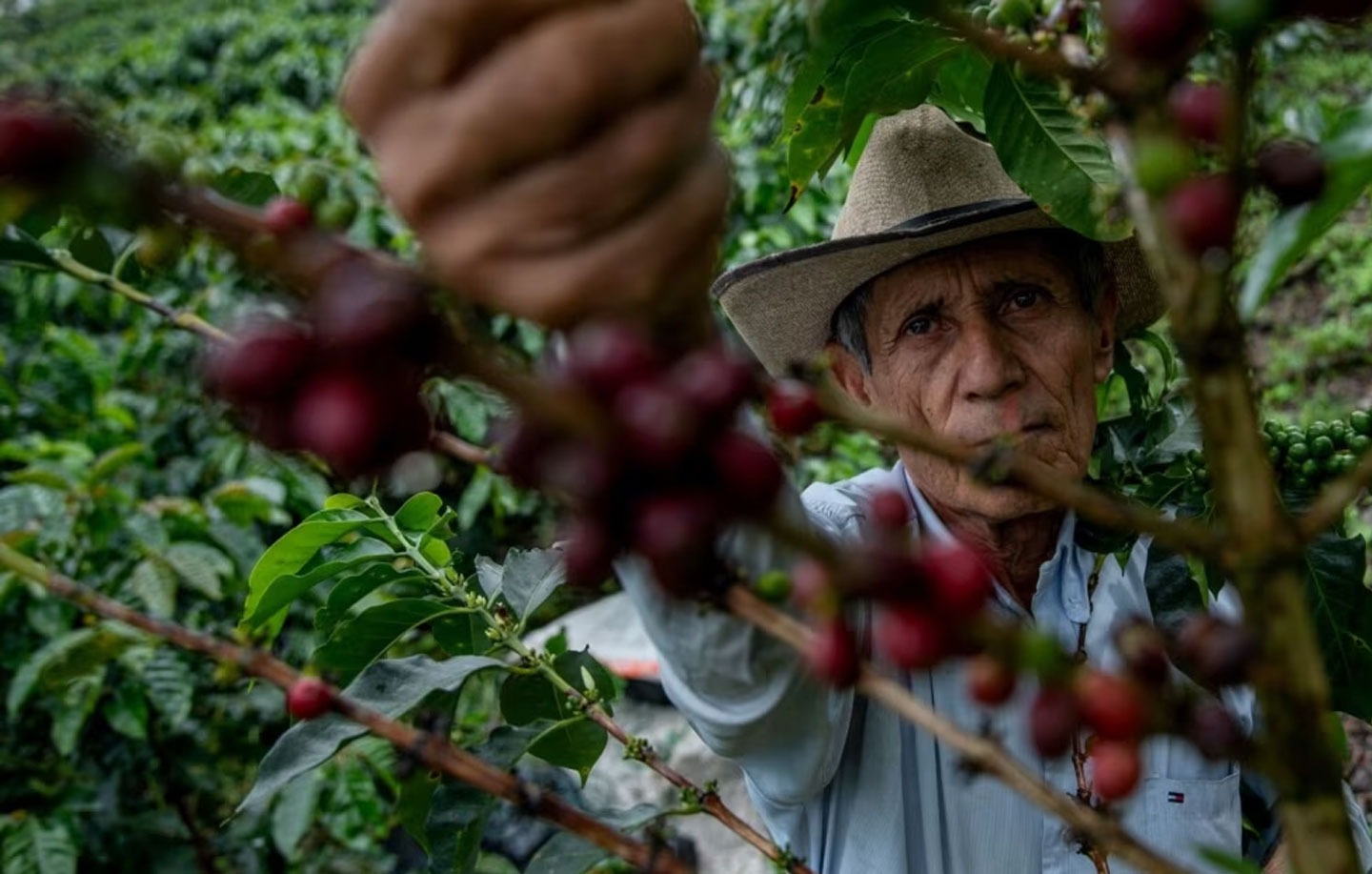 Il nuovo volto del caffè: quando tracciabilità e storie fanno la differenza